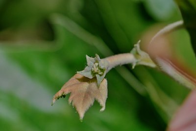 Platanus x hispanica - platan javorolistý - vývoj listu (74) 2